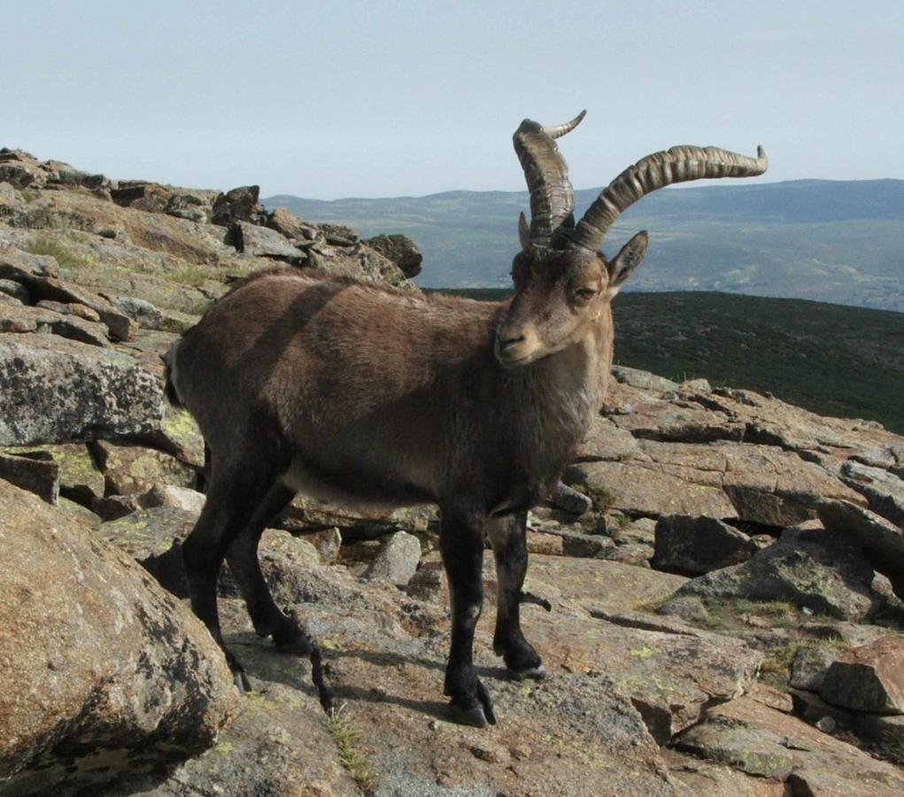 Ferienwohnung La Nava De Gredos Acogedor Piso Con Vistas Navarredonda Exterior foto